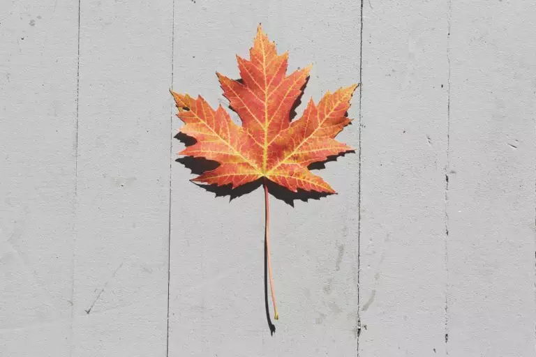Maple leaf on wood