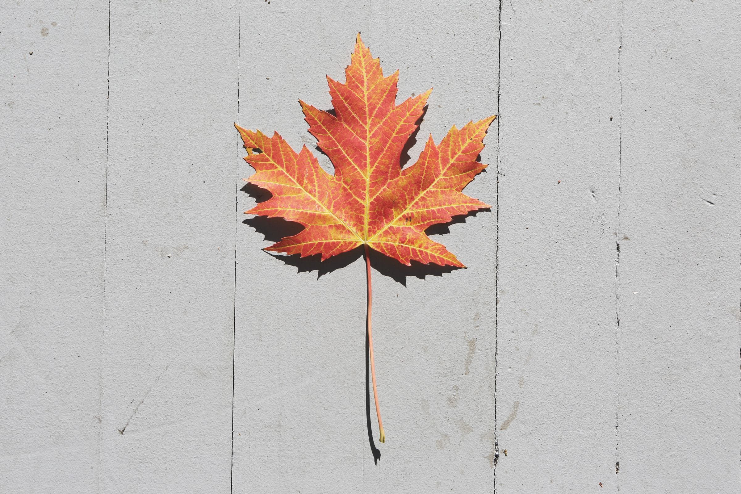 We re Hiring 2020 21 Articling Student Canada Without Poverty